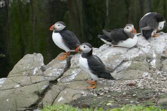 Puffins, Farnes 2016
