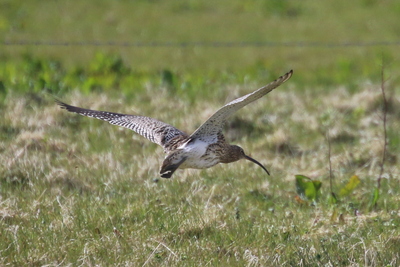 Curlew in the field below the cottage