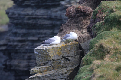 Fulmars, Marwick Head
