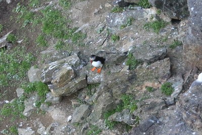 Puffin, Marwick Head