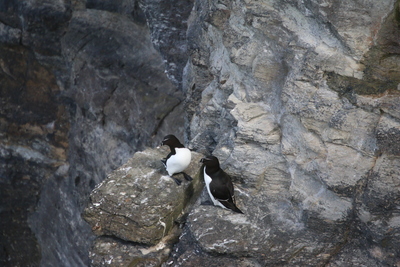 Razorbills, Marwick Head