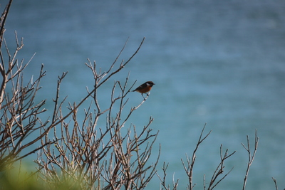 Stonechat, Waulkmill Bay