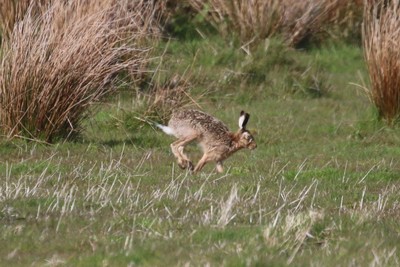 Hare near Earl