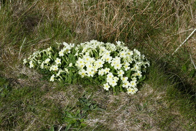 Primroses, Near Orphir