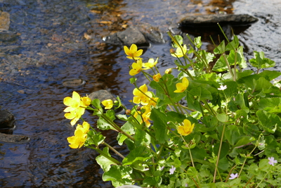 Marsh Marigold, near Orphir