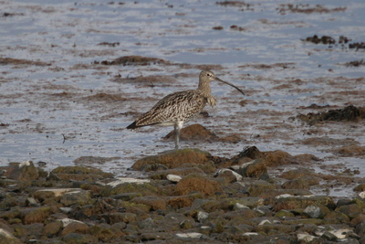 Curlew, Ness of Brodgar