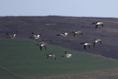 Flying Merganser, Ness of Brodgar
