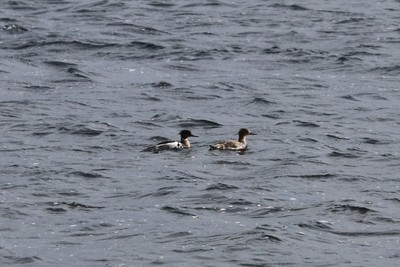 Merganser, Ness of Brodgar