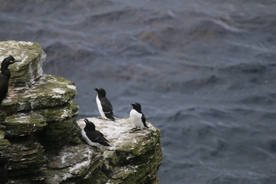 Razorbills, Mull Head