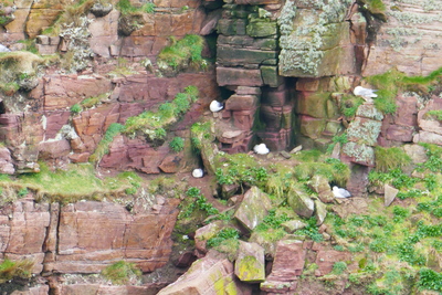 Cliff near the Old Man of Hoy
