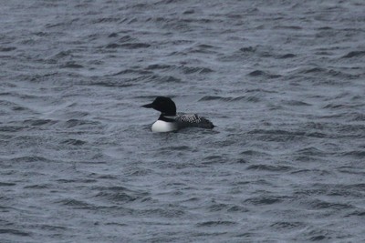 Great Northern Diver off Sanday
