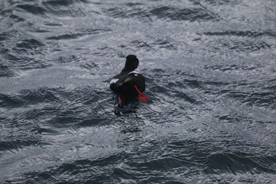 Black Guillemot off Sanday