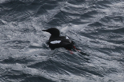 Black Guillemot off Sanday