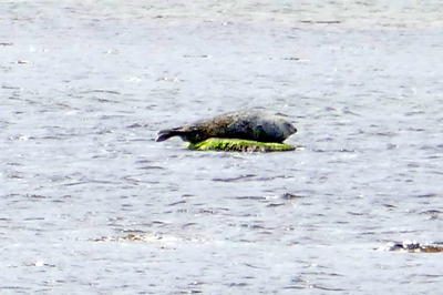 Seal, Stenness