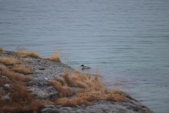 Red-breasted Merganser