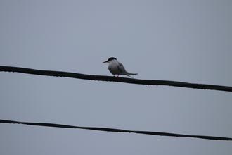 Arctic Tern