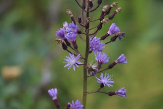 Blue flower