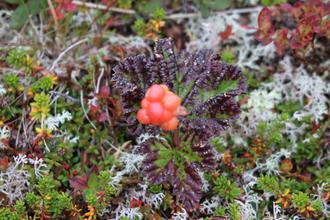Cloudberry