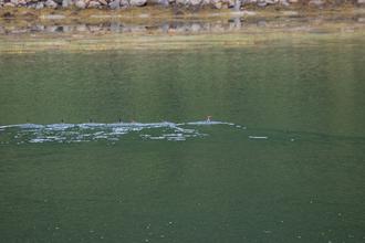 Mergansers