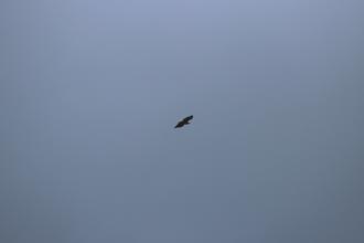 White-tailed sea eagle