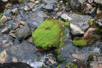 Mossy stone