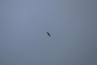 White tailed sea eagle