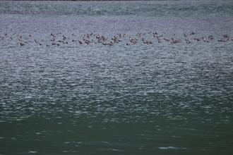 Raft of Mergansers