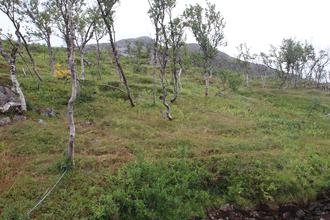 Birch copse