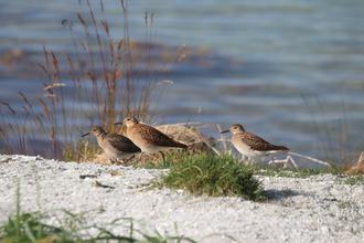 Ruffs