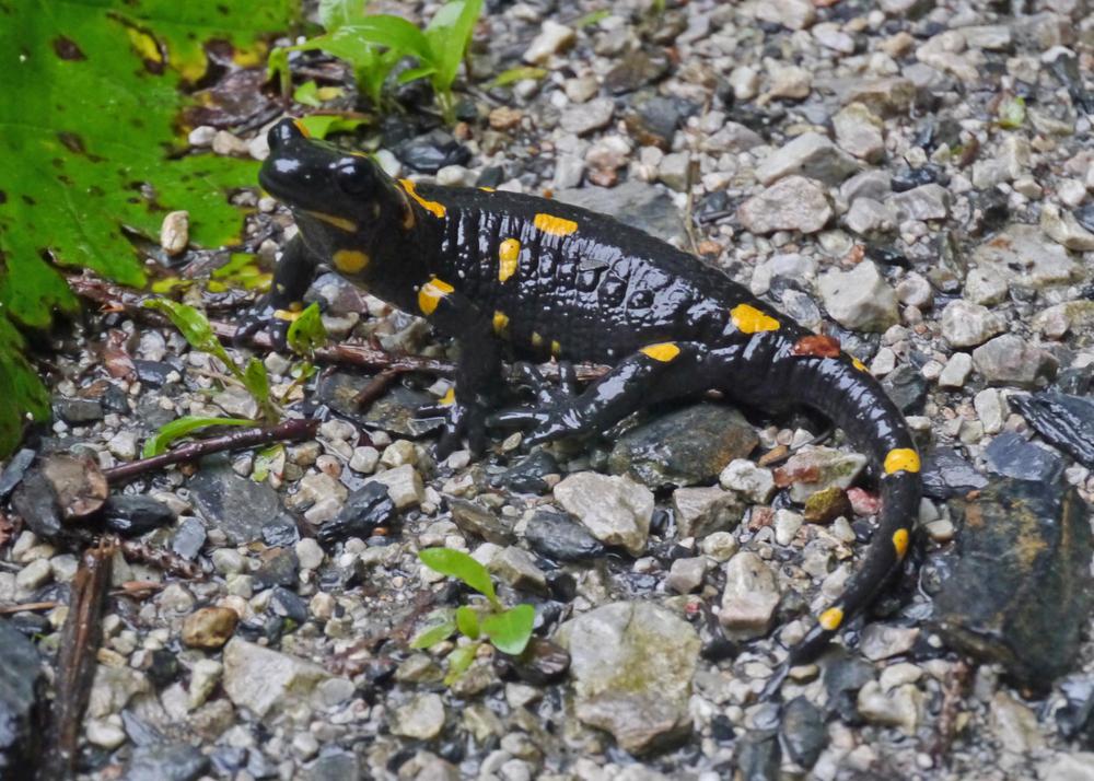 Salamander