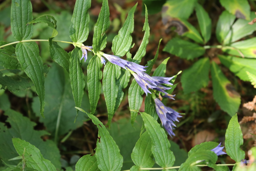 Willow gentian