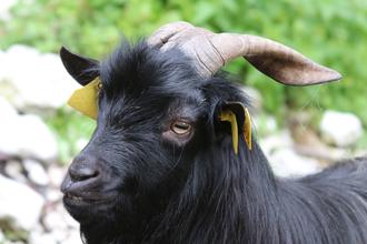 Billy Goat Gruff
