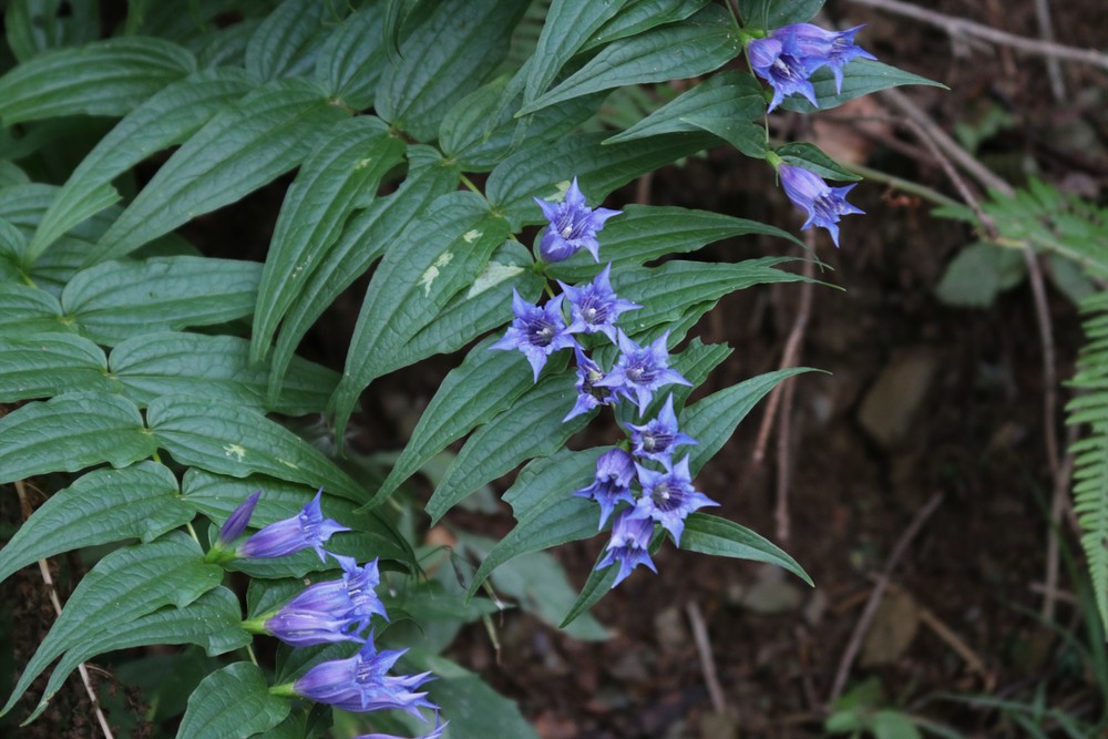 Willow Gentian