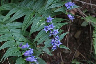 Willow Gentian