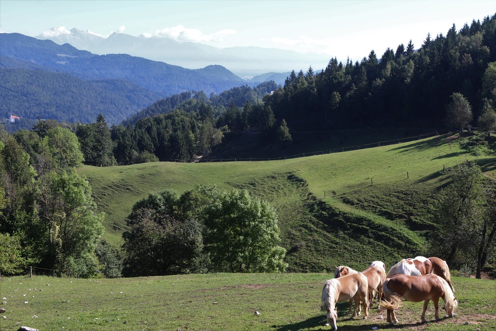 Horses