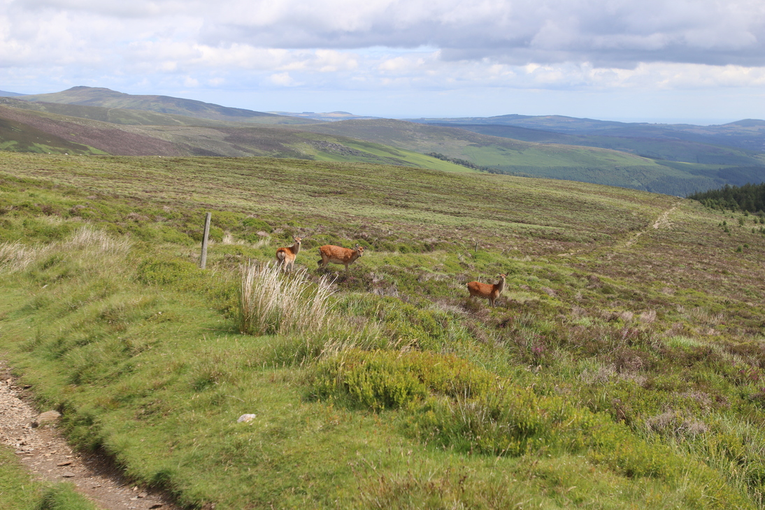 Sika deer on the hills above Glendalough